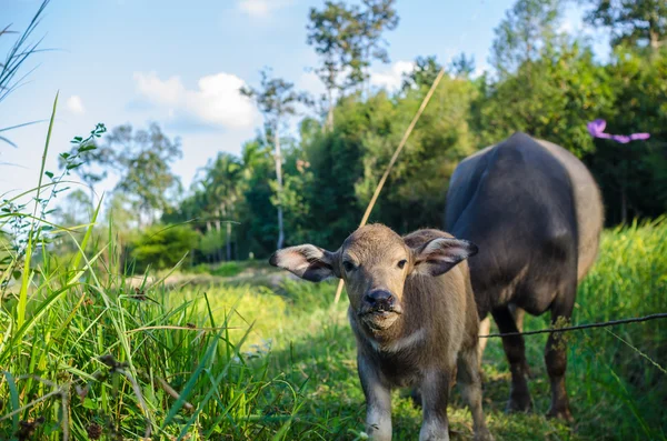 Buffalo v u zemědělské půdy — Stock fotografie