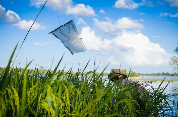 Campo de arroz inundación y cielo azul — Foto de Stock