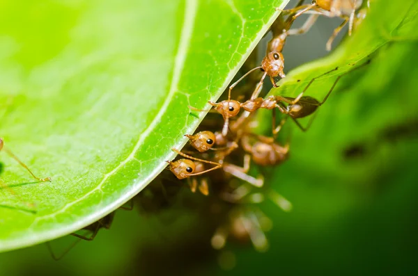 Red ant trabajo en equipo en la naturaleza verde — Foto de Stock