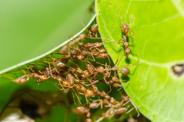 Yeşil doğa kırmızı karınca çalışmasında — Stok fotoğraf