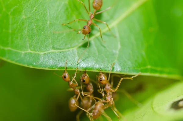 Rode mier teamwerk in de groene natuur — Stockfoto