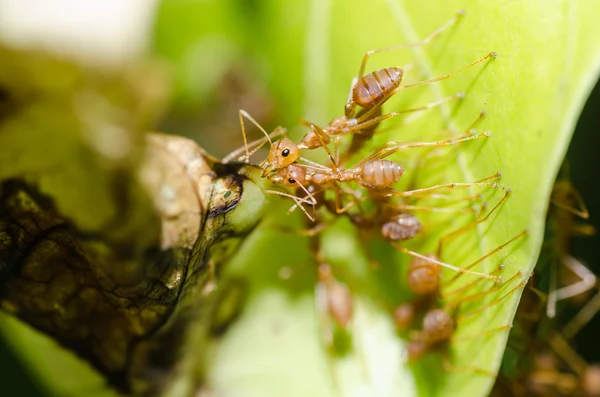 Red ant trabajo en equipo en la naturaleza verde — Foto de Stock