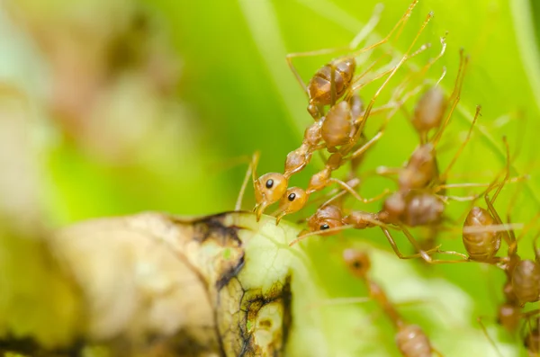 Travail d'équipe de fourmis rouges dans la nature verte — Photo