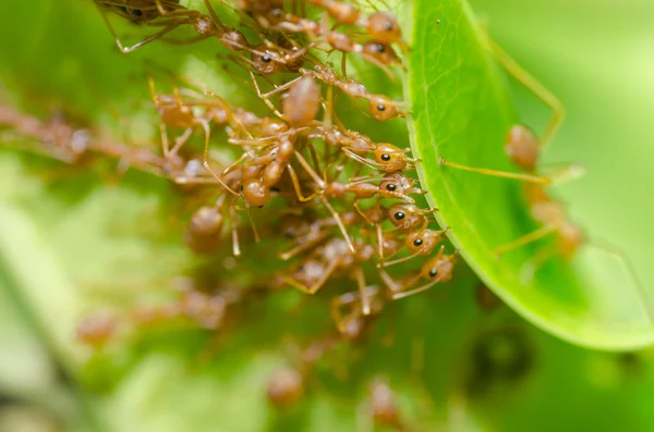 Czerwone mrówki pracy zespołowej w zieleni — Zdjęcie stockowe