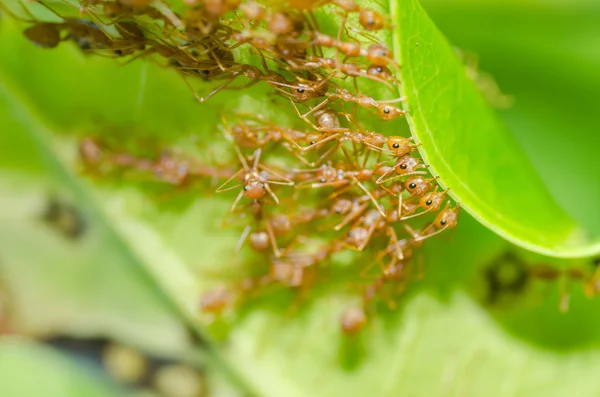 Yeşil doğa kırmızı karınca çalışmasında — Stok fotoğraf