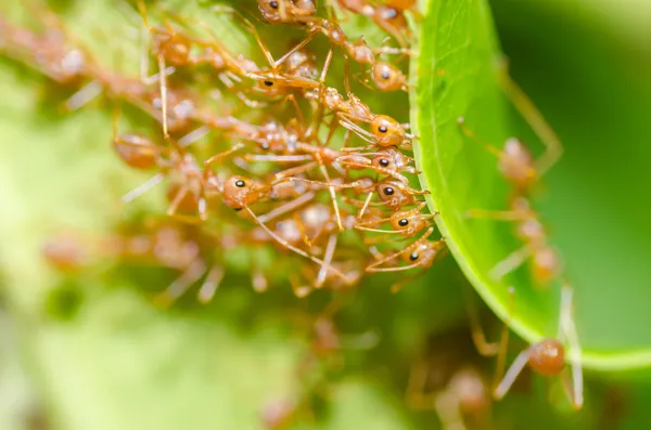 Vörös hangya csapatmunka a zöld természetben — Stock Fotó