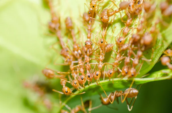 Red ant trabajo en equipo en la naturaleza verde —  Fotos de Stock