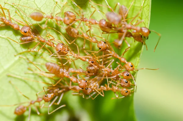 Červený mravenec týmová práce v zeleni — Stock fotografie