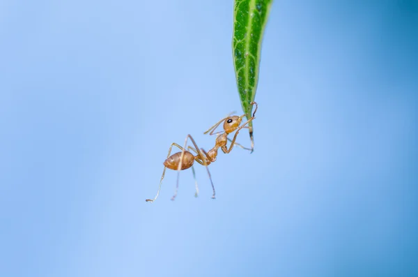 Yeşil doğa kırmızı karınca — Stok fotoğraf