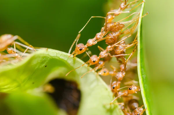 Travail d'équipe de fourmis rouges dans la nature verte — Photo
