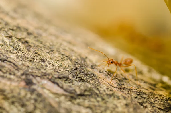 在绿色自然红蚂蚁 — 图库照片