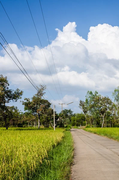 Rijst veld en weg — Stockfoto