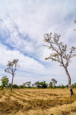 alanında altın saman balya