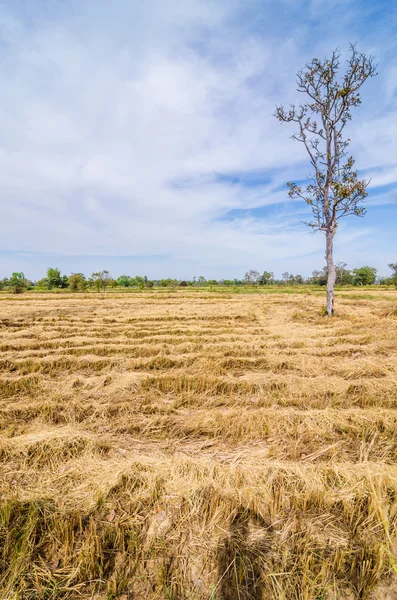Bale golden straw in the field — Stock Photo, Image