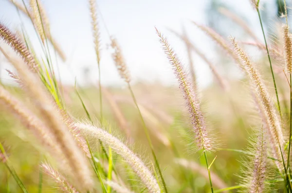 Лесная трава в природе — стоковое фото