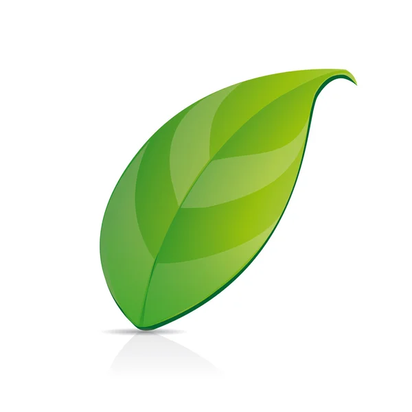 Green leaf vector — Stock Vector