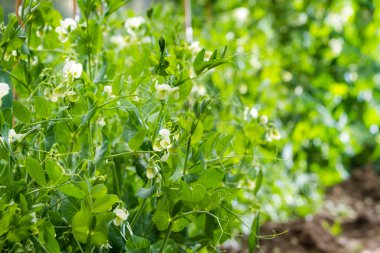 Peas growing in the garden clipart