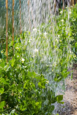 Grow peas in the morning watering clipart