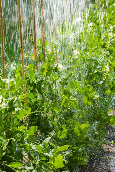 stock image Watering crops pea in the morning