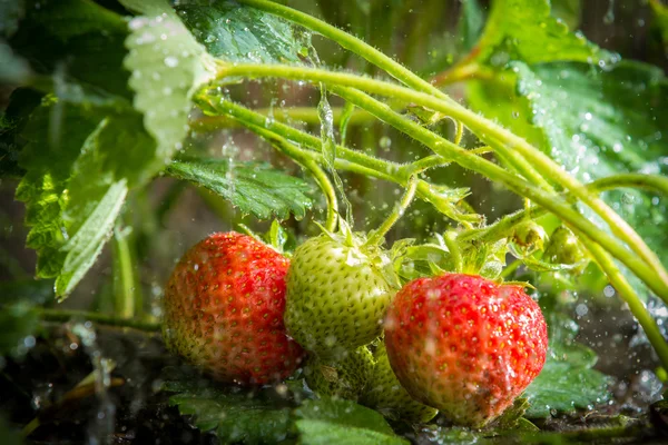 stock image Strawberries plant in the rain