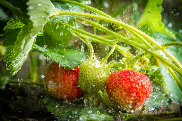 stock image Close up of strawberries in the rain