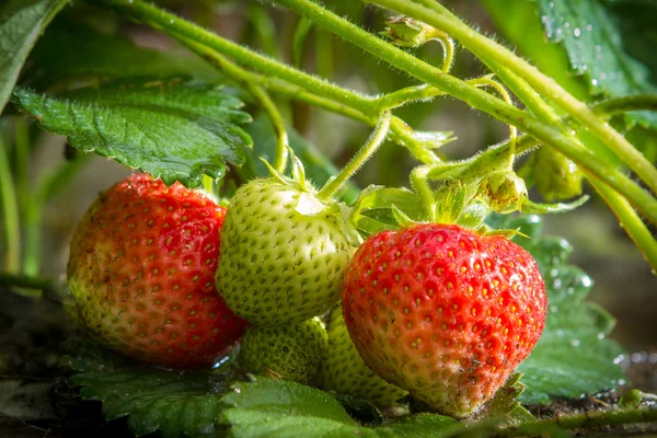 stock image Close-up fresh strawberries on cuttings