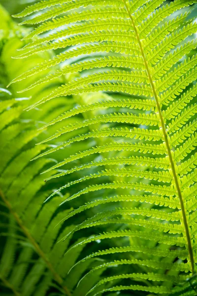 stock image Closeup green fern leaf background