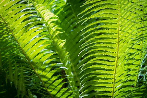 stock image Close up of green leaf fern in tropical forest