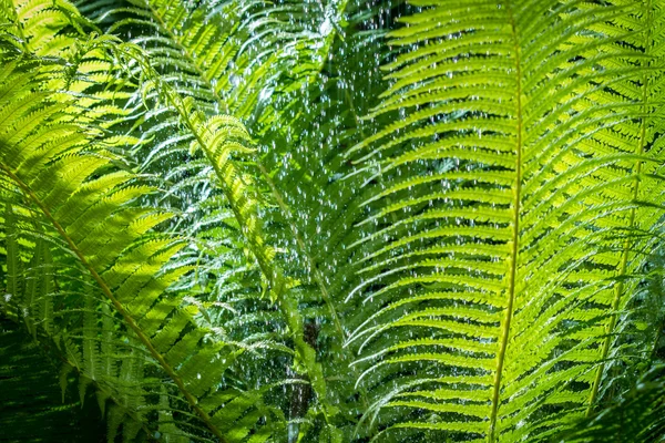 stock image Close up of leaf fern in tropical rainforest