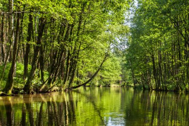 Beautiful summer view of the river in forest clipart