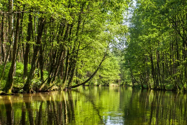 Bela vista de verão do rio na floresta — Fotografia de Stock