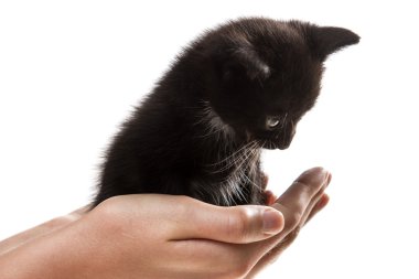 I give a small kitten in good hands clipart