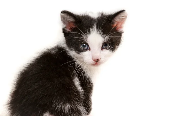 Malé kotě, které při pohledu na fotoaparát — Stock fotografie