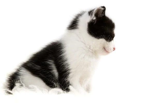 在白色背景上孤立的特写小小猫 — 图库照片
