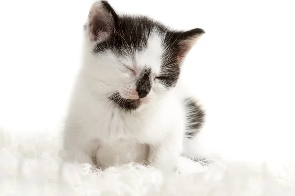 Маленький котенок спит на одеяле — стоковое фото