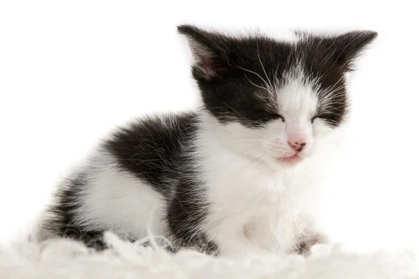 Крупный план спящего котенка — стоковое фото
