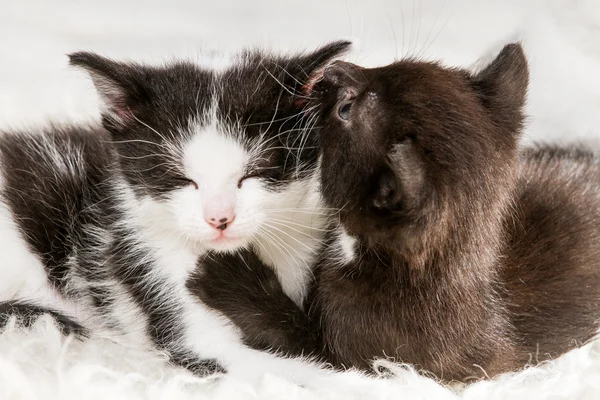 Два маленьких котенка лежат на одеяле — стоковое фото