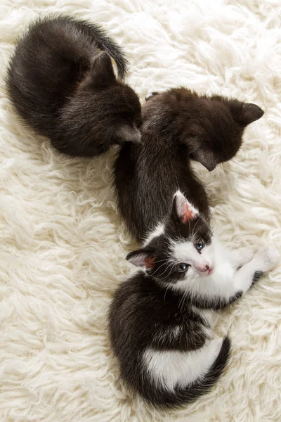 Groepen van jonge kittens slapen — Stockfoto
