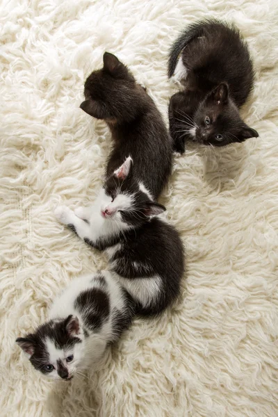 Malá skupina koťat — Stock fotografie