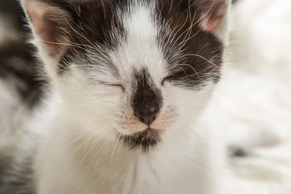 Küçük bir yavru kedi closeup portresi — Stok fotoğraf
