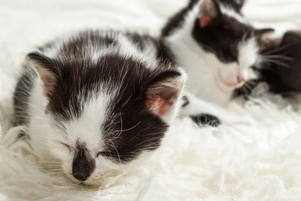 Closeup spící malá koťata — Stock fotografie