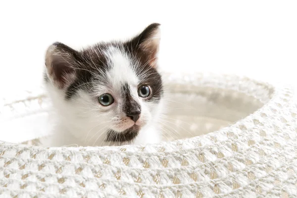 Malé kotě sedící v klobouku — Stock fotografie