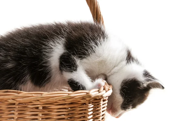 Pequeno gatinho está tentando sair da cesta — Fotografia de Stock