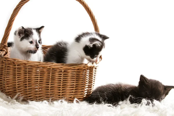 Grupa małe kocięta w koszu siedzi — Zdjęcie stockowe
