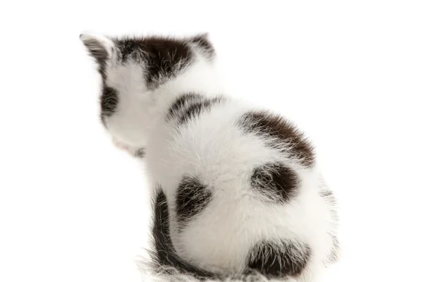 Kürk yavru kedi arka oturma — Stok fotoğraf