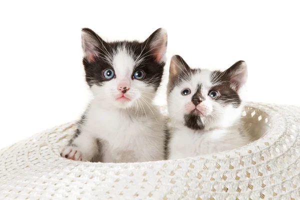 Два маленьких котенка, сидящих в шляпе — стоковое фото