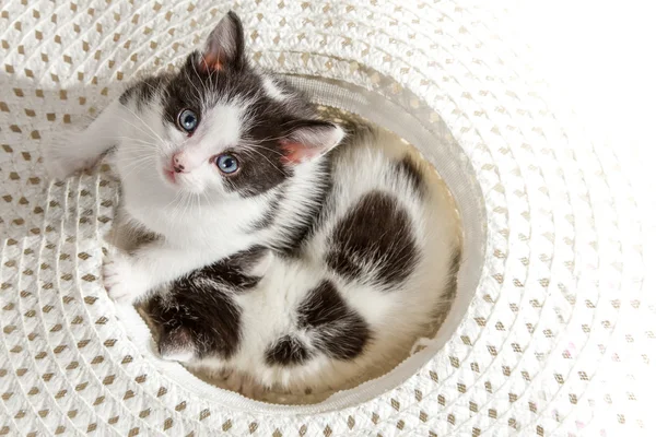 Kätzchen blickt in die Kamera — Stockfoto