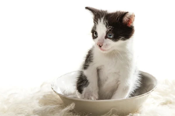 Mały kotek, siedząc w misce — Zdjęcie stockowe