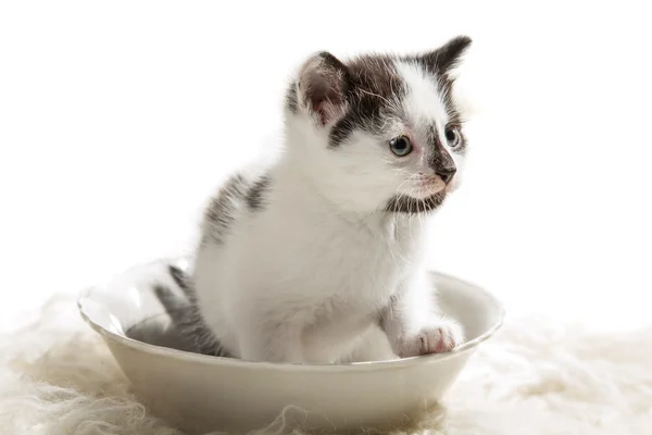 Small kitten coming out of the bowl — Stock Photo, Image