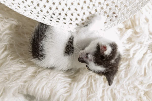 Маленький котенок играет со шляпой — стоковое фото